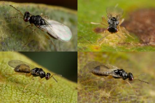 Euplectrus sp.